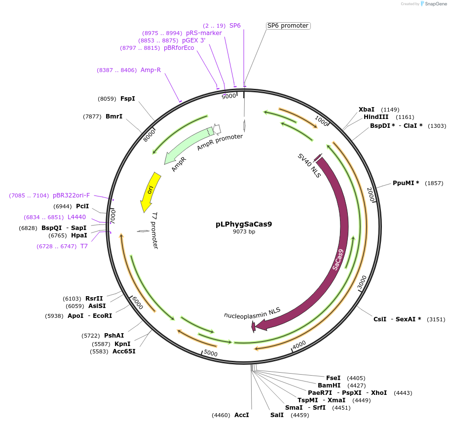 123262-plasmid-map-sequence-id-238525
