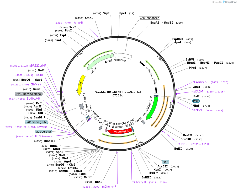 120261-plasmid-map-sequence-id-238540