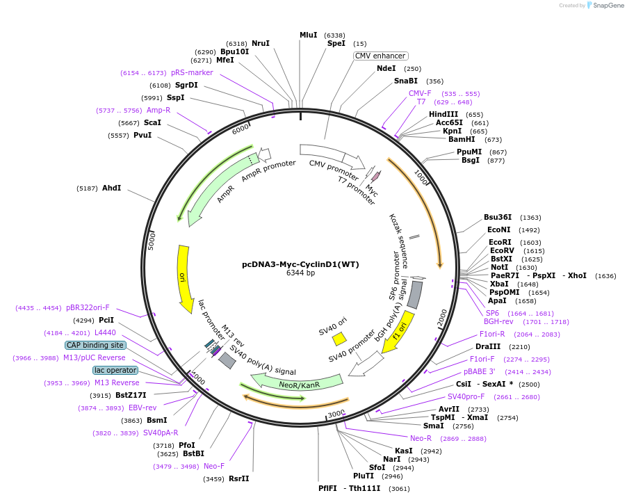122300-plasmid-map-sequence-id-238545