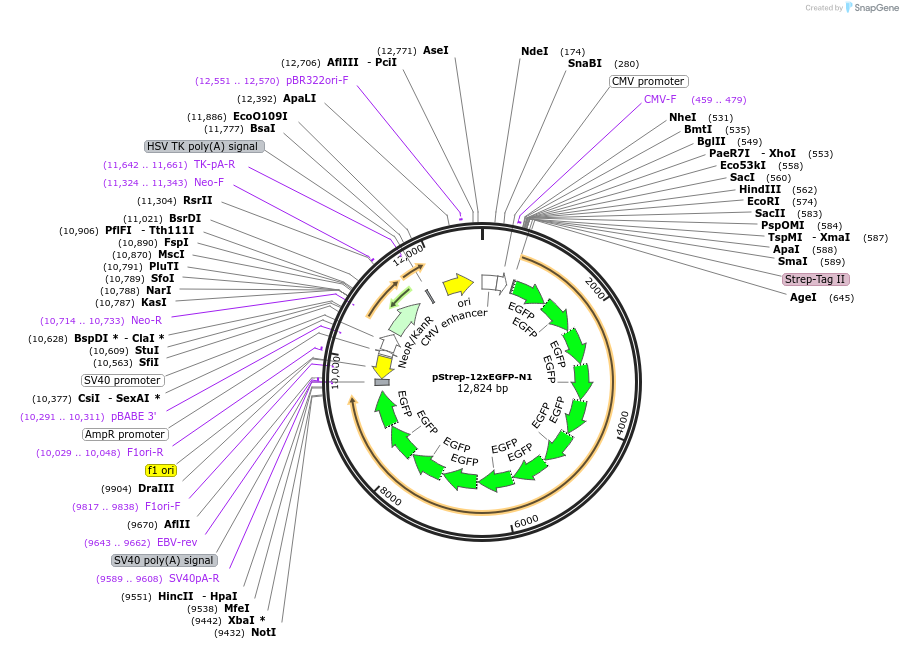 122499-plasmid-map-sequence-id-238553