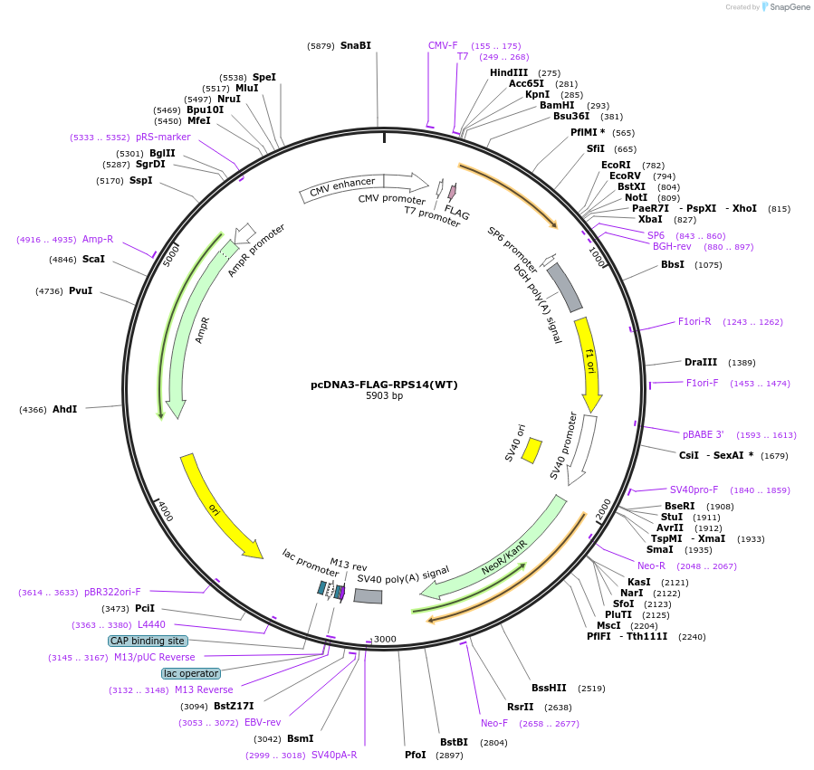 122297-plasmid-map-sequence-id-238565