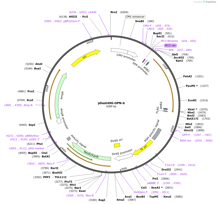 17591-plasmid-map-sequence-id-238567