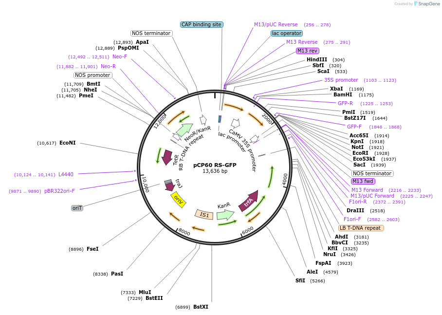 122173-plasmid-map-sequence-id-238572