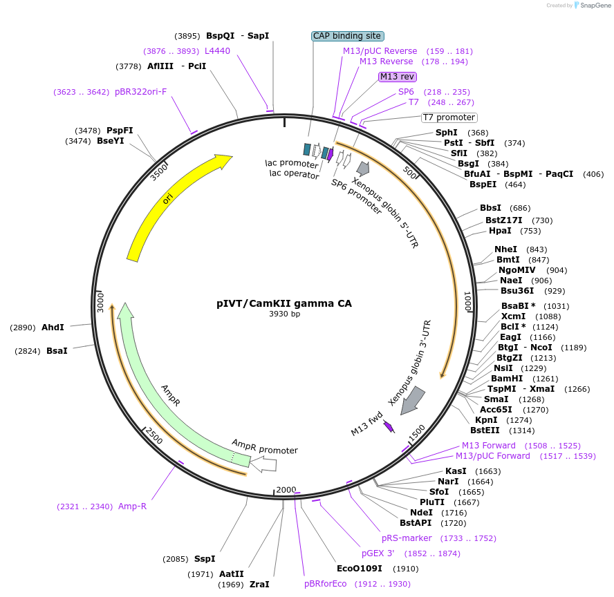 122142-plasmid-map-sequence-id-238588