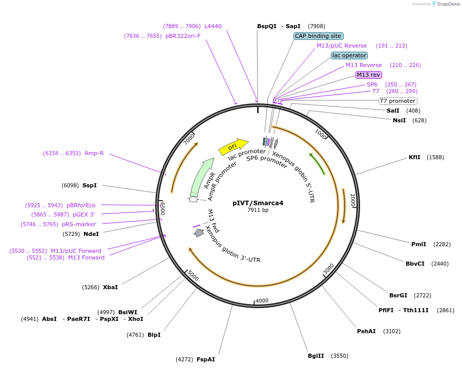 122146-plasmid-map-sequence-id-238592