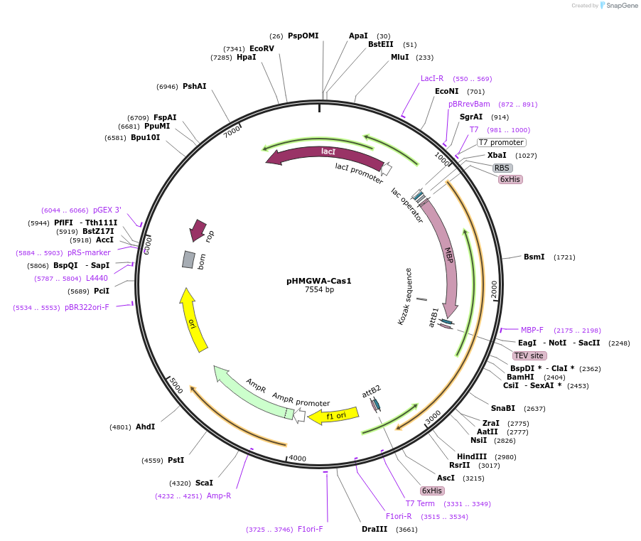 122285-plasmid-map-sequence-id-238613