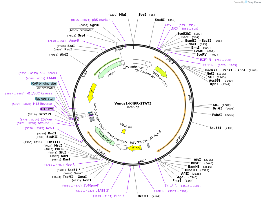 123166-plasmid-map-sequence-id-238632