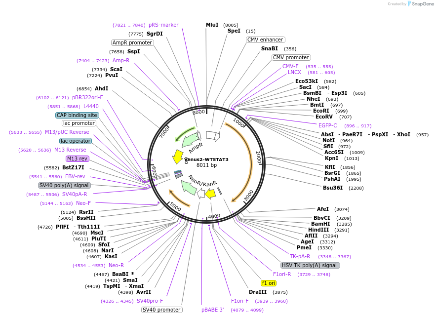 123165-plasmid-map-sequence-id-238645