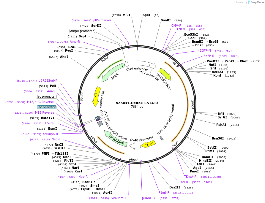 123178-plasmid-map-sequence-id-238649