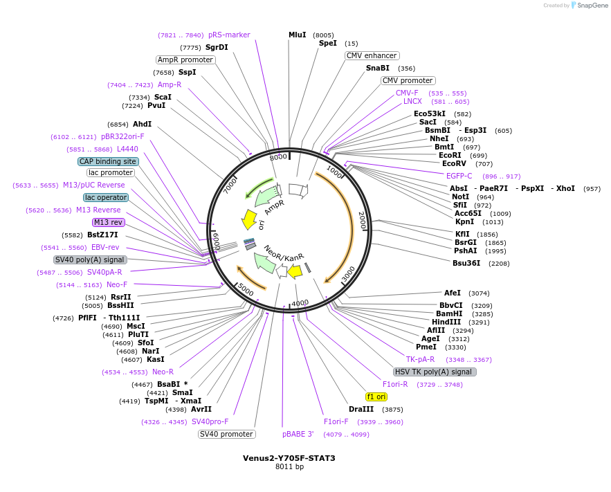 123173-plasmid-map-sequence-id-238654