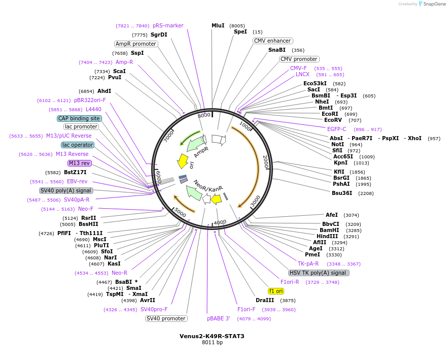 123167-plasmid-map-sequence-id-238656