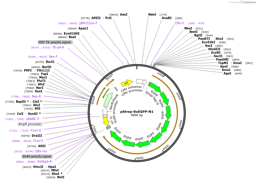 122495-plasmid-map-sequence-id-238657