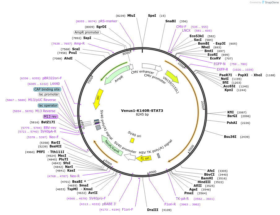 123168-plasmid-map-sequence-id-238662