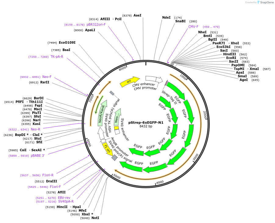 122493-plasmid-map-sequence-id-238664