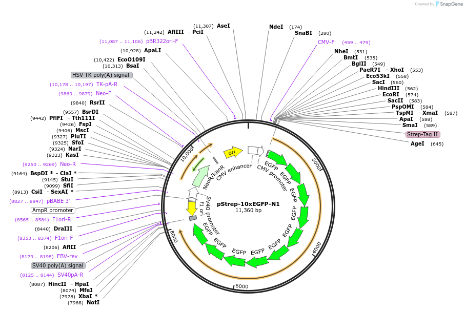 122497-plasmid-map-sequence-id-238671