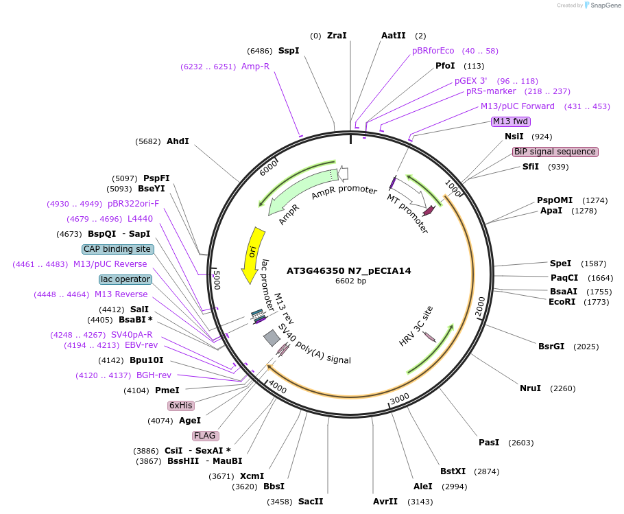 114756-plasmid-map-sequence-id-238687