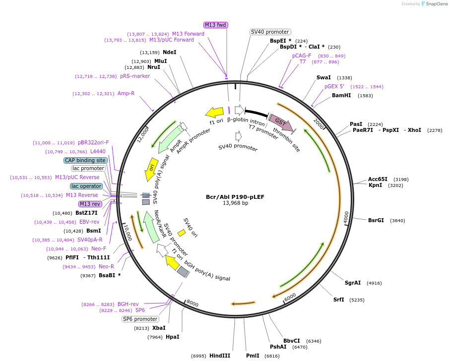 38159-plasmid-map-sequence-id-238692