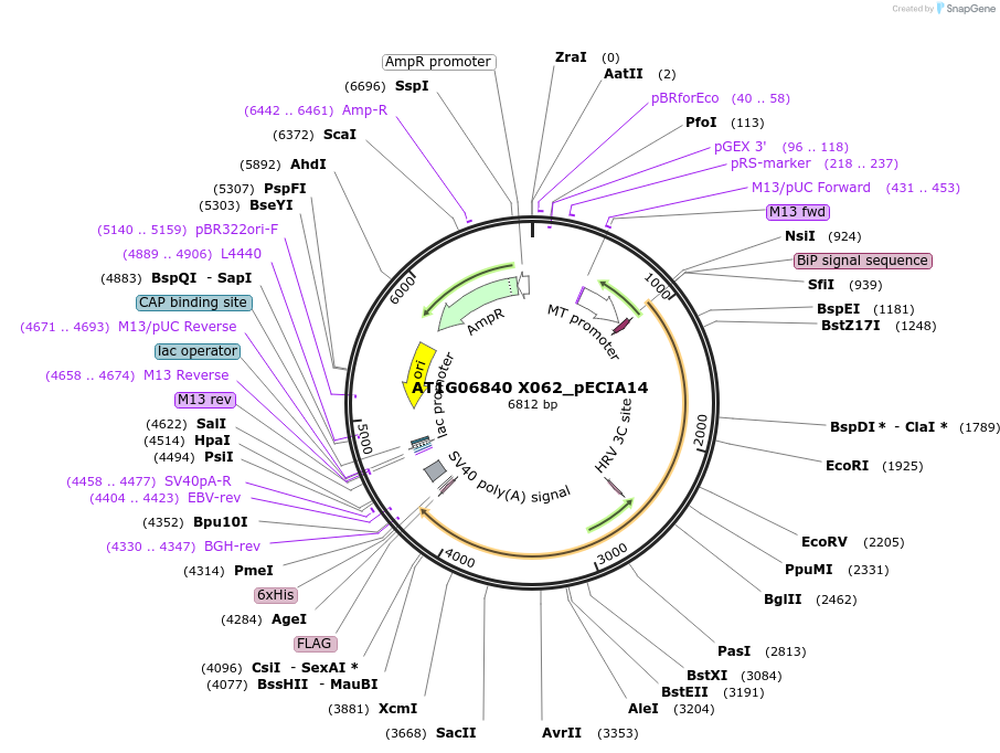 114852-plasmid-map-sequence-id-238693
