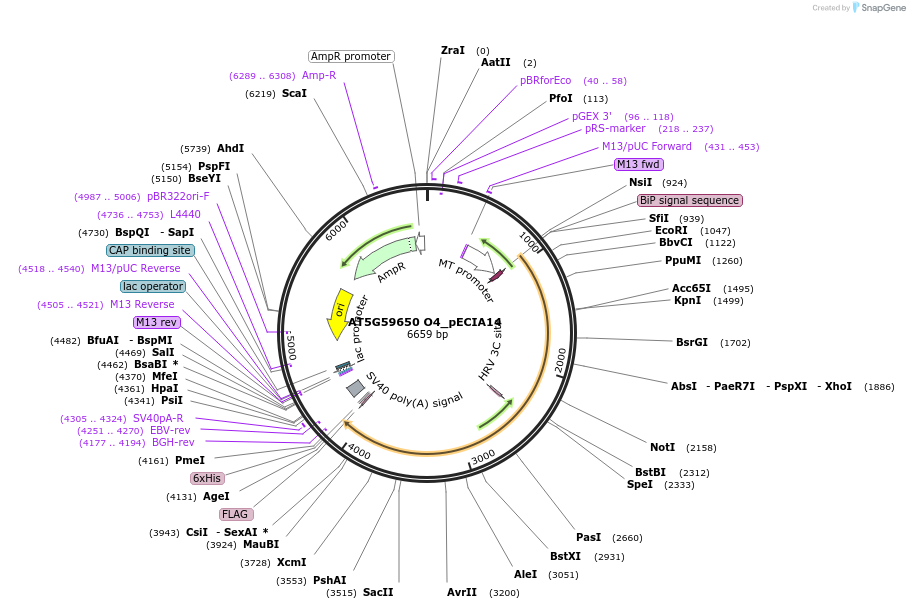 114764-plasmid-map-sequence-id-238695