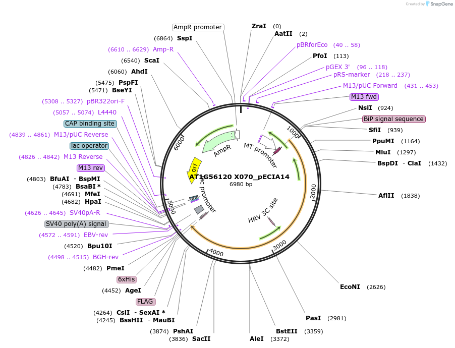 114860-plasmid-map-sequence-id-238698
