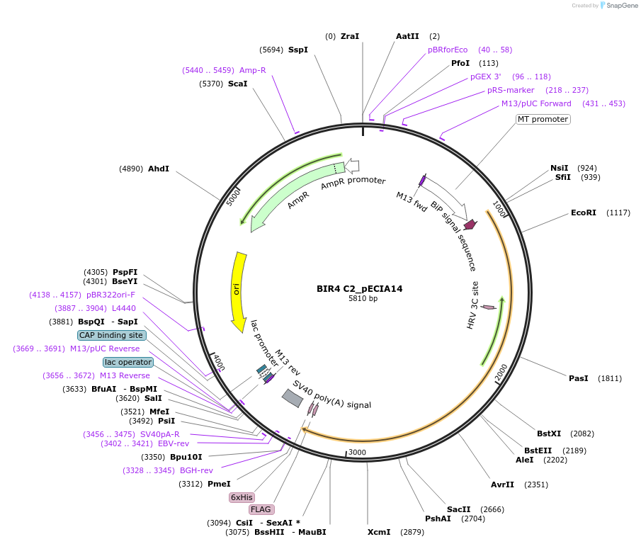 114878-plasmid-map-sequence-id-238699