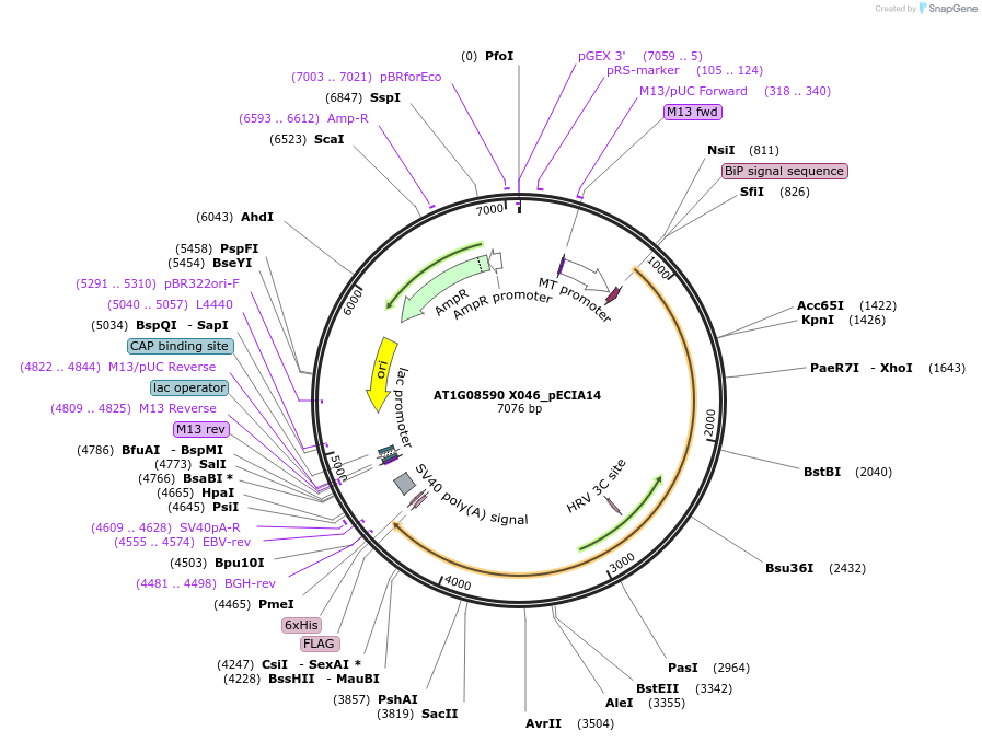 114894-plasmid-map-sequence-id-238700