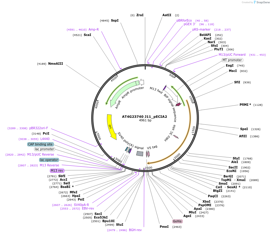 114998-plasmid-map-sequence-id-238705