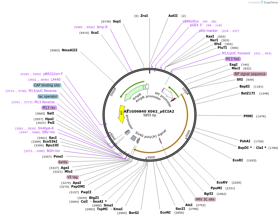 115052-plasmid-map-sequence-id-238706