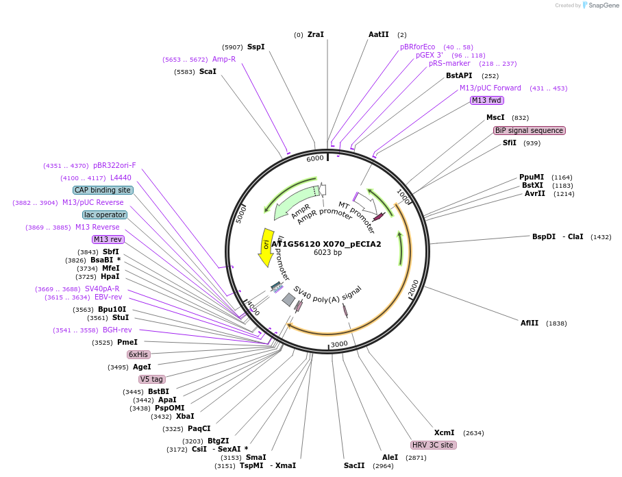 115060-plasmid-map-sequence-id-238707
