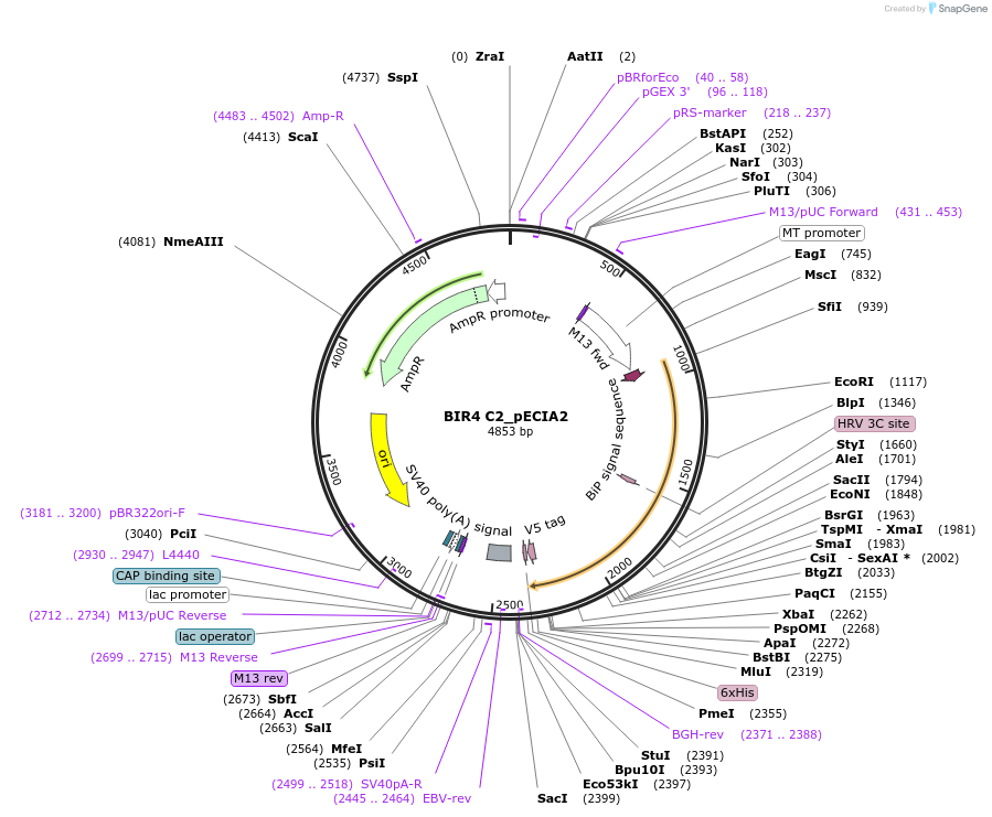 115078-plasmid-map-sequence-id-238708