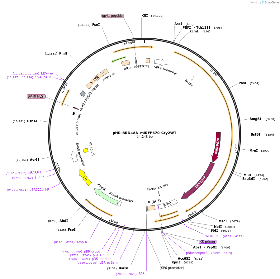 122439-plasmid-map-sequence-id-238730