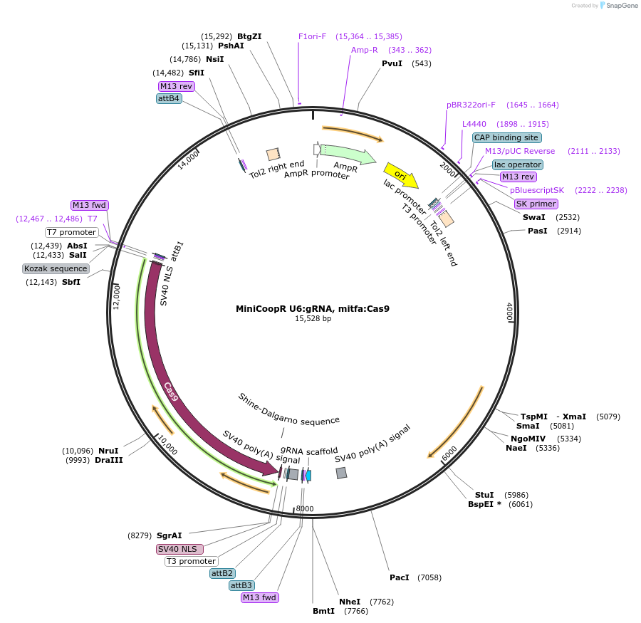 118840-plasmid-map-sequence-id-238761