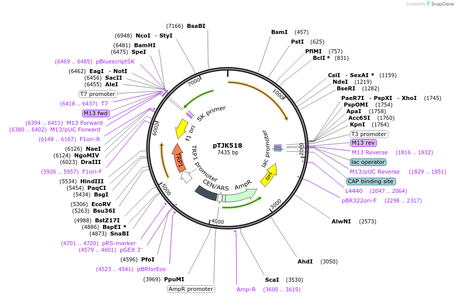 121475-plasmid-map-sequence-id-238763