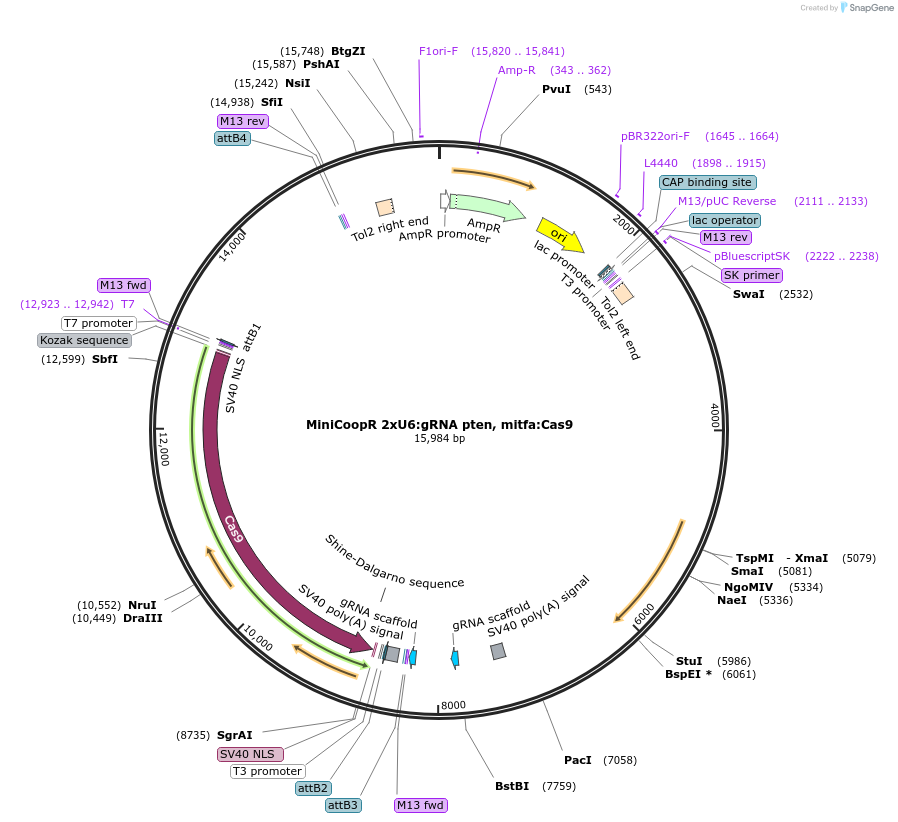 118845-plasmid-map-sequence-id-238765