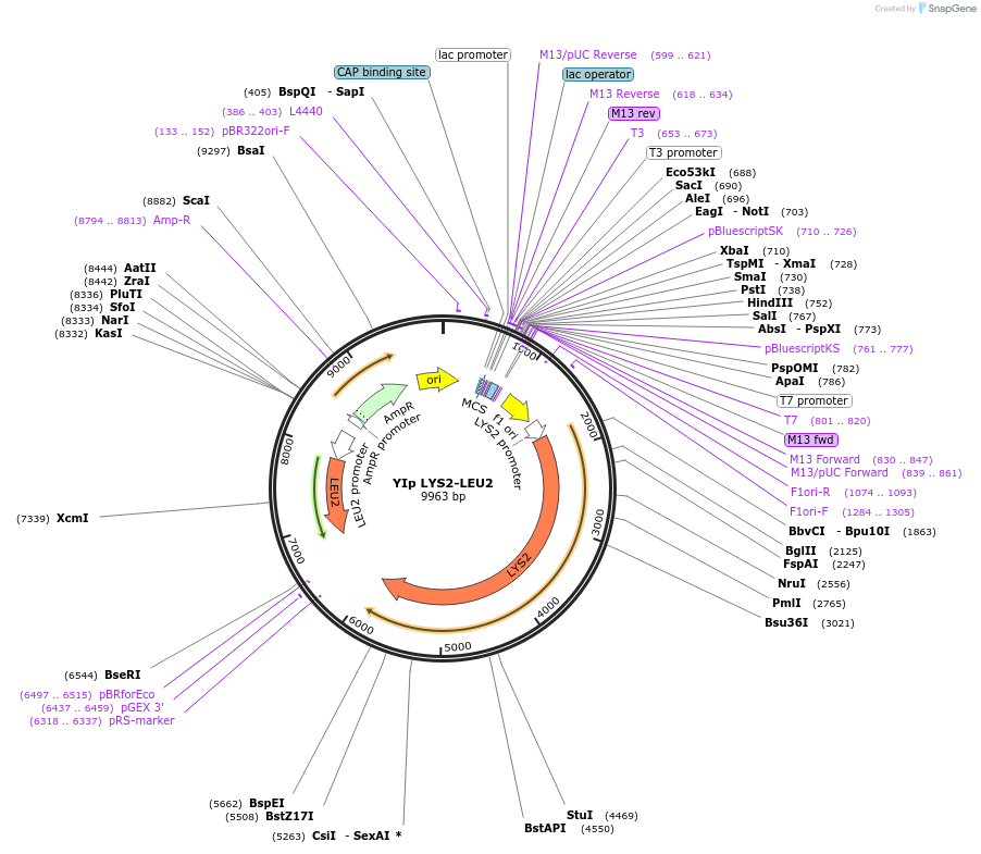122909-plasmid-map-sequence-id-238768