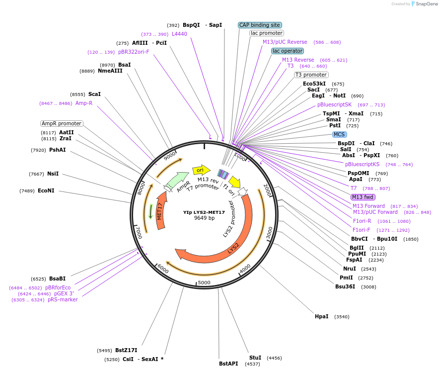 122910-plasmid-map-sequence-id-238770