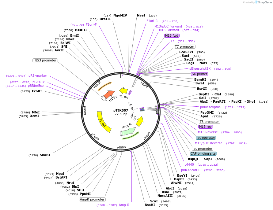 121462-plasmid-map-sequence-id-238771