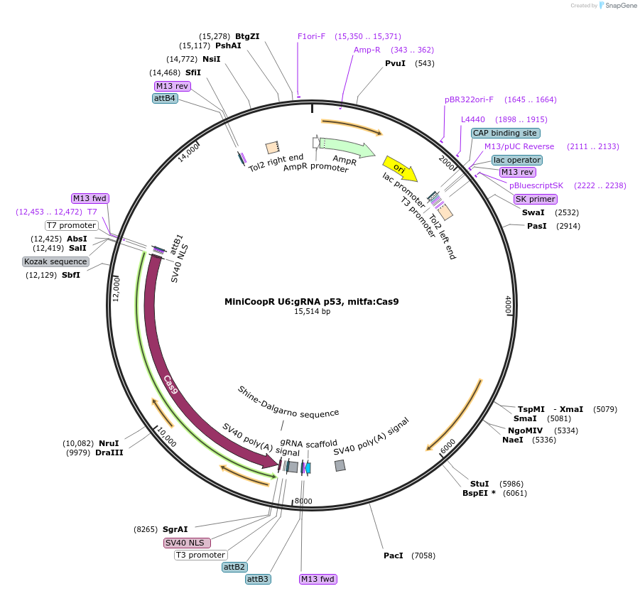 118841-plasmid-map-sequence-id-238772