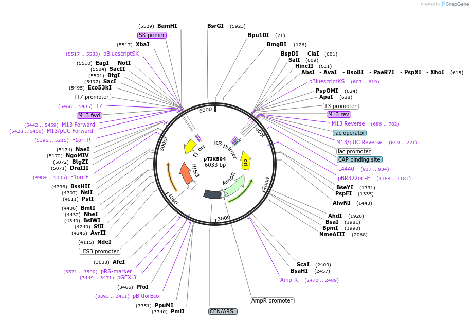 121459-plasmid-map-sequence-id-238773