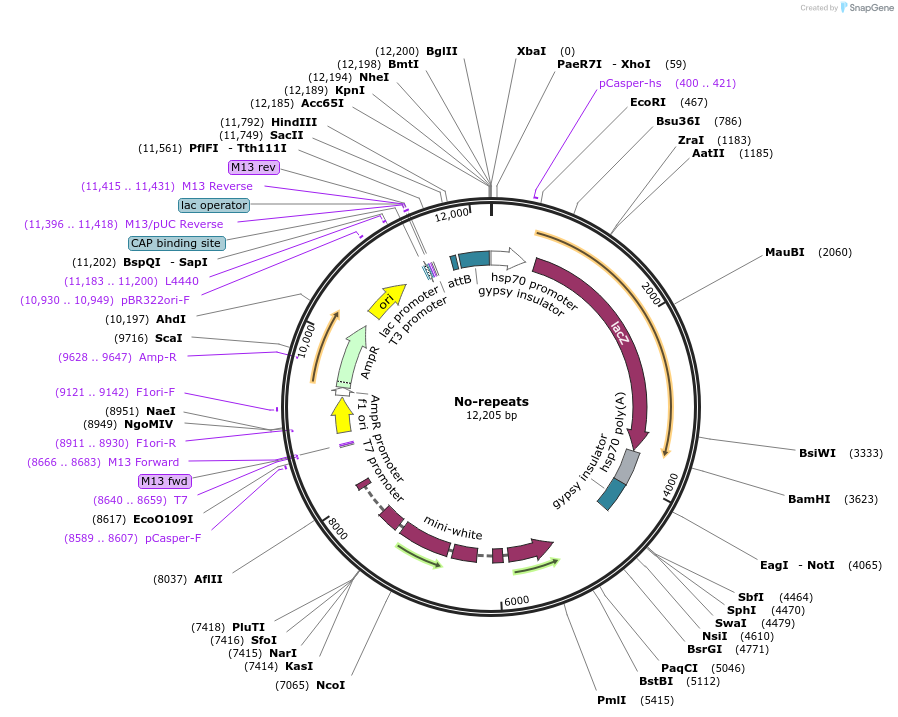122487-plasmid-map-sequence-id-238782