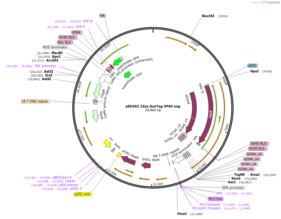 120251-plasmid-map-sequence-id-238812