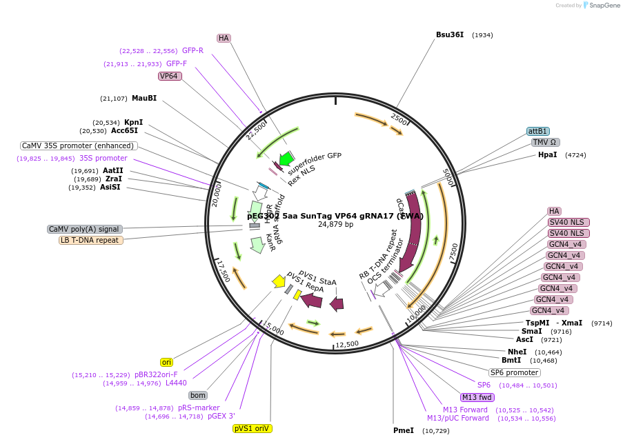 115482-plasmid-map-sequence-id-238819