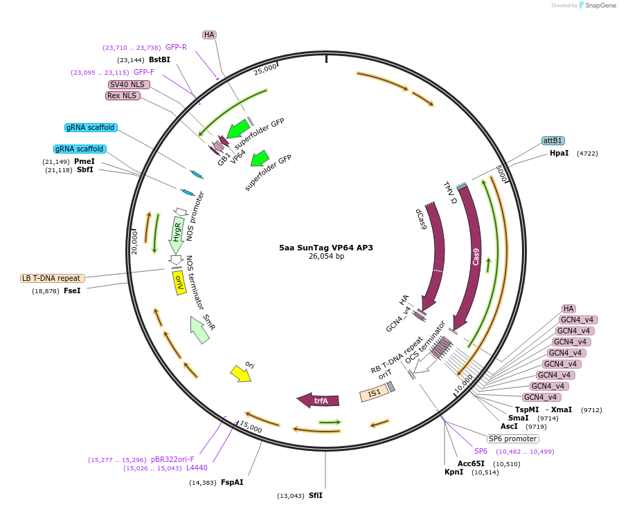 115484-plasmid-map-sequence-id-238822