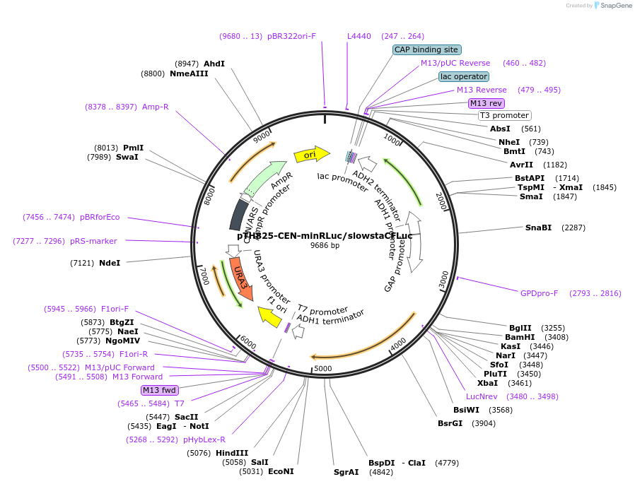 115370-plasmid-map-sequence-id-238823