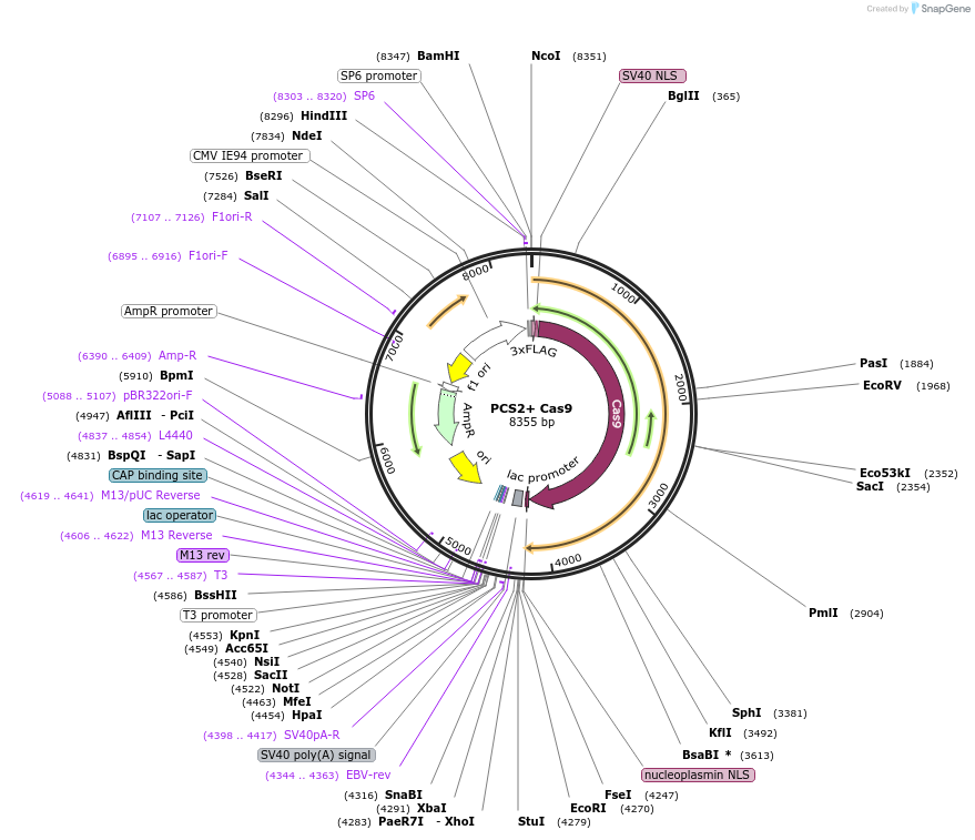 122948-plasmid-map-sequence-id-238826