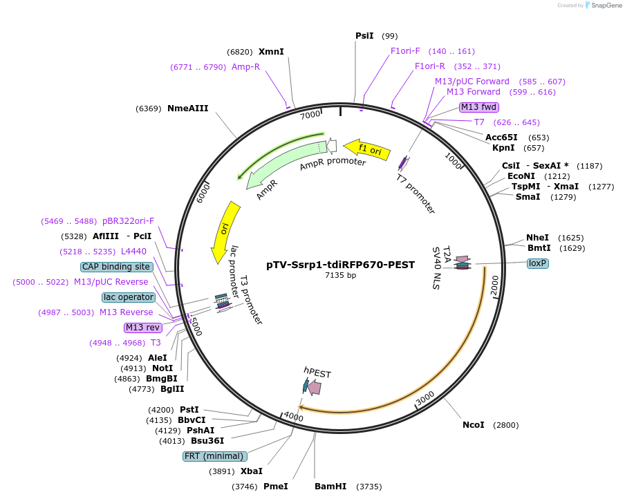 122355-plasmid-map-sequence-id-238862