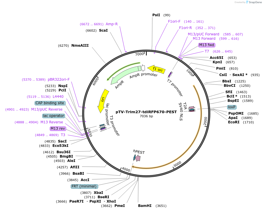 122356-plasmid-map-sequence-id-238867