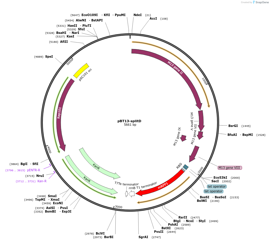 122597-plasmid-map-sequence-id-238885