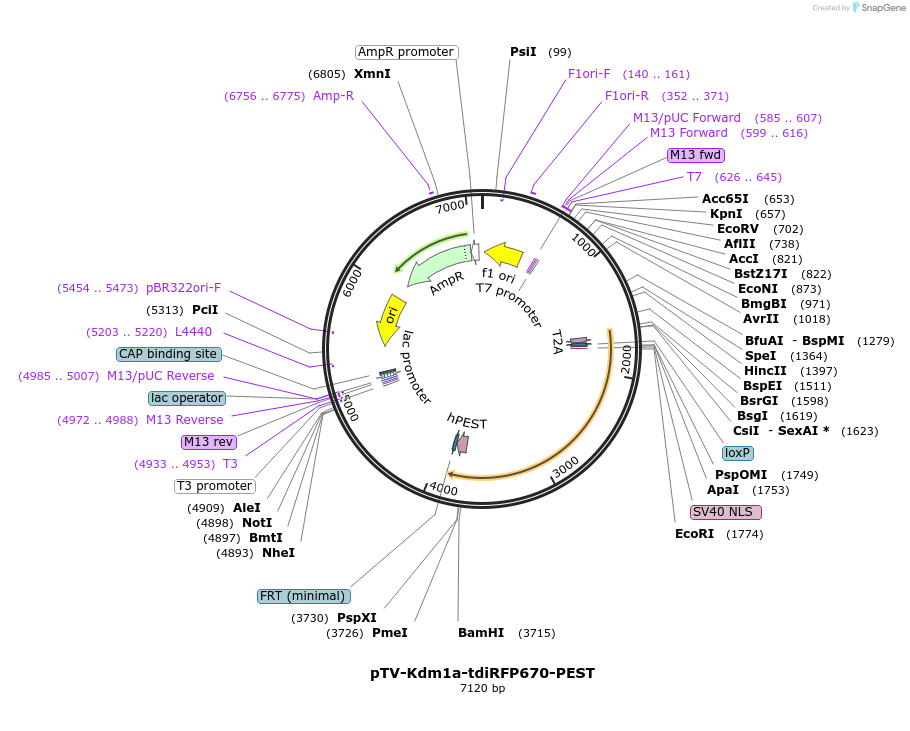 122361-plasmid-map-sequence-id-238898