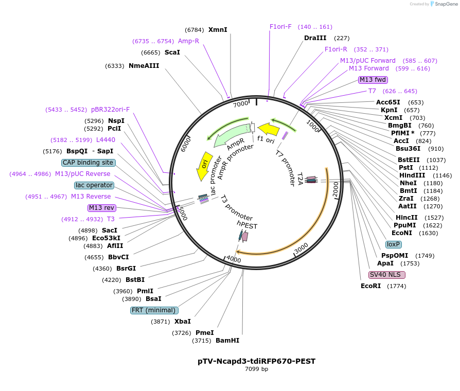 122362-plasmid-map-sequence-id-238899
